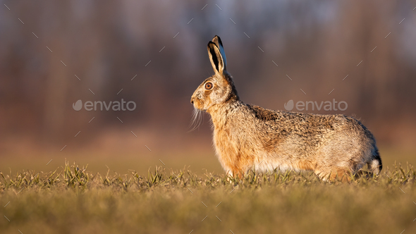 Alert brown hare standing on a green field in spring