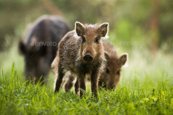 Attentive wild boar piglet with stripes watching on summer meadow