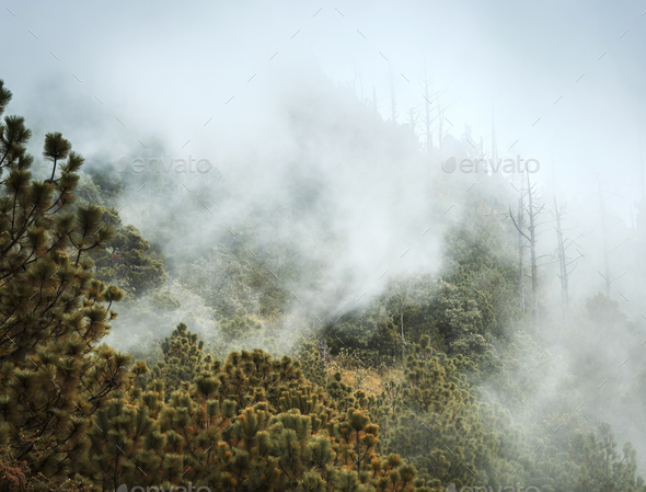 Guatemala Forest Landscape On Acatenango Volcano - Stock Photo - Images