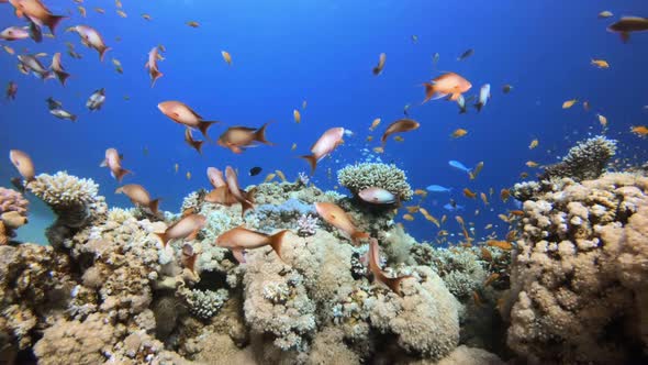 Tropical Coral Reefs alt
