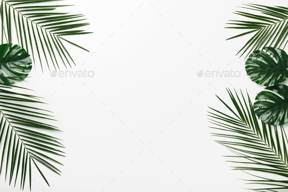 Creative Tropical frame of palm and Monstera leaves on white