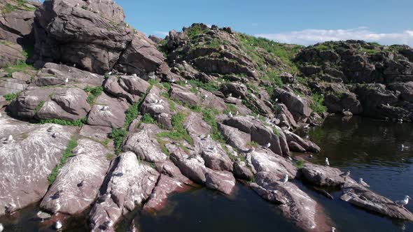 Rocky island and a flock of seagulls in the middle of the river, wild nature among modern city.