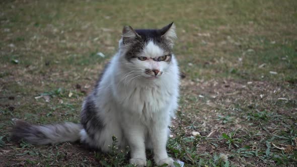 Close Up Shot Of Lazy Stray Cat alt