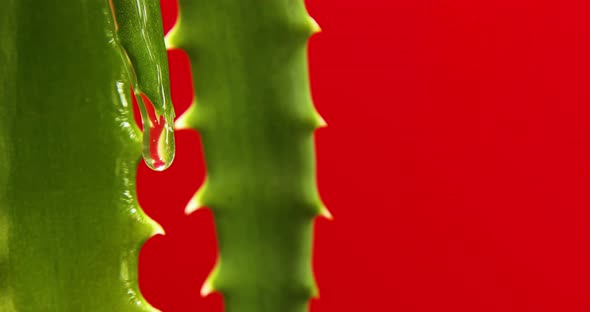 Alora vera leaf with juice, gel drips from the stems on red background