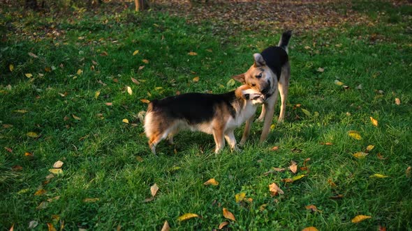 Stray dogs fight for a sock on the green grass on an autumn day in the Park. hungry animals.