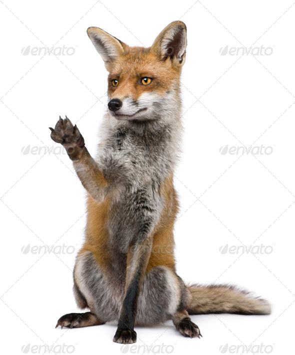 Red Fox, 1 year old, sitting with paw raised in front of white