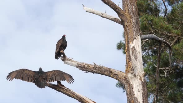Turkey Vulture Scavenger Buzzard Birds Waiting Hunting