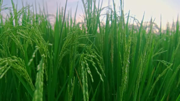 Close Up Morning Green Meadow with Ears of Rice and Tall Grass in Calm Weather alt