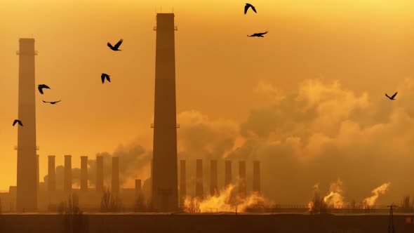 A flock of birds flies over an industrial facility 4K.