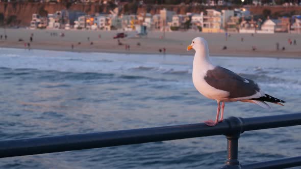 California Summertime Beach Aesthetic, Pink Sunset. Cute Funny Sea Gull on Pier Railing. Ocean Waves