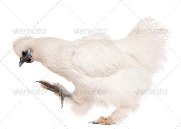 White Silkie chicken, 6 months old, standing in front of white background - Stock Photo - Images