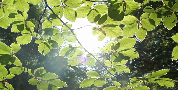 Through The Forest alt