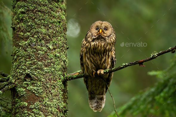 Wise tawny owl looking up in summer forest and sitting on bough
