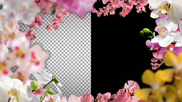 Lovingly Floral Frame And Transitions