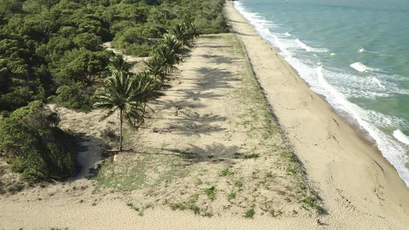 Aerial, Palms On Wangetti Sand Beach In Cairns In Queensland, Australia 