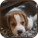 Cute Dogs Puzzle HTML5 Construct Game