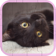 Cute Cats Puzzle HTML5 Construct Game