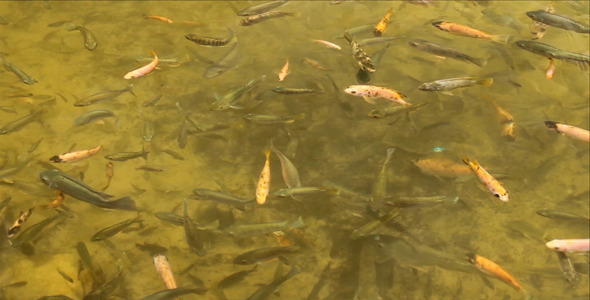 Fish In The Pond 2