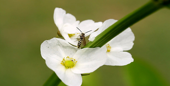 White Flower And Insects