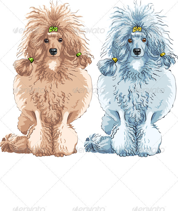 vector dog  Poodle breed sitting