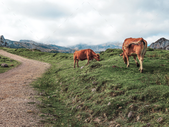 Dirt path in Picos de Europa in Asturias, Spain, with some cows on the side
