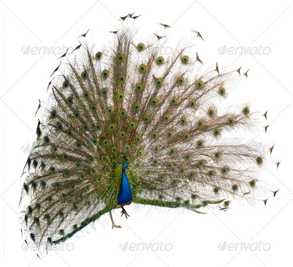 Front view of a male Indian Peafowl displaying wheel against white background - Stock Photo - Images