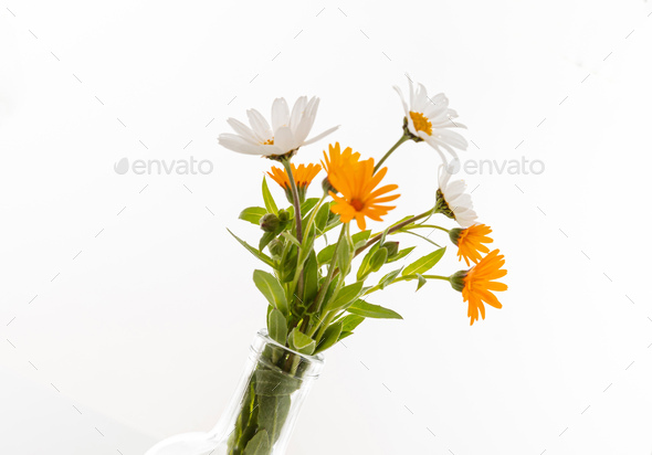 Wild flowers daisies and chamomile fresh bunch isolated against white background.