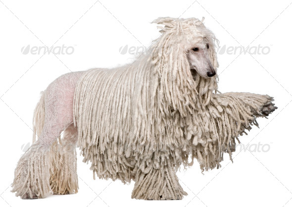 Side view of White Corded standard Poodle with raised paw standing in front of white background