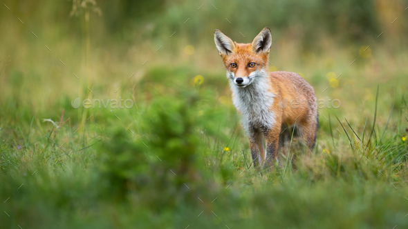 Alert red fox looking on a green glade in summer with copy space - Stock Photo - Images