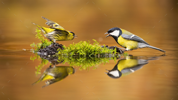 Eurasian siskin and great tit fighting over spot in drinking pool - Stock Photo - Images