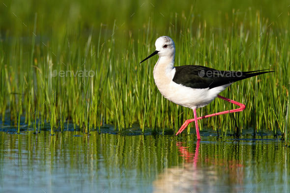 Elegant black-winged stilt walking in wetland environment at sunrise
