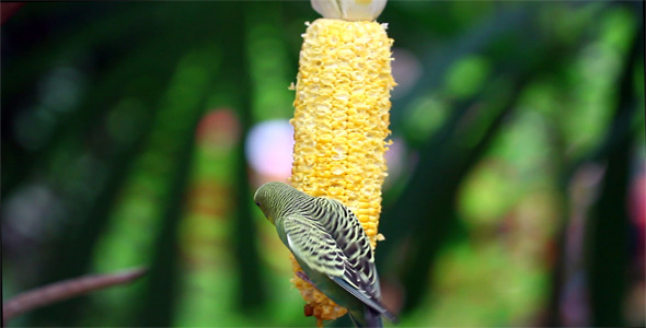 bird corn