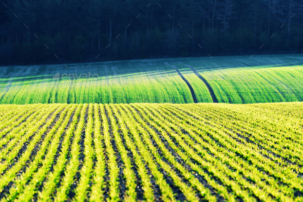Green wheat rows and waves of the agricultural fields - Stock Photo - Images