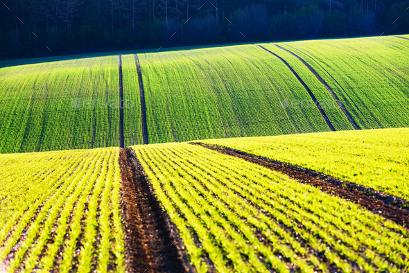 Green wheat rows and waves of the agricultural fields - Stock Photo - Images