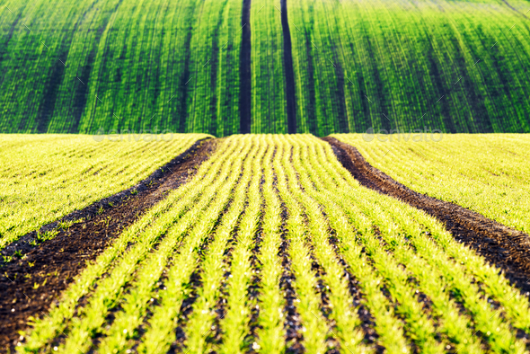 Green wheat rows and waves of the agricultural fields - Stock Photo - Images