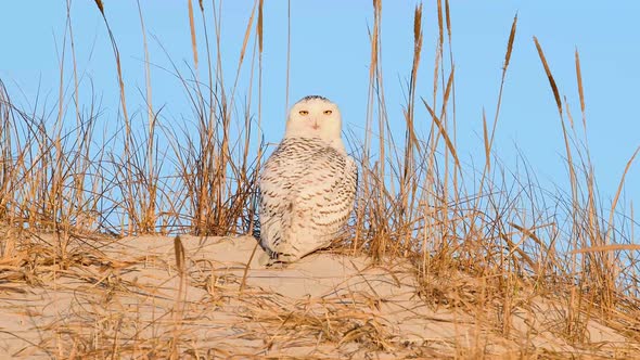 A Snowy Owl on the Beach Video Clip 