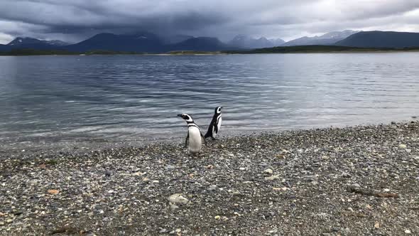 Walking with the Penguins  by the beach, summer of Martillo Island, Ushuaia, Argentina alt