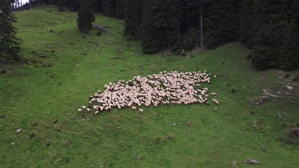 Flock of White Sheep in Remote Hillside Pasture Agricultural Aerial Drone Shot