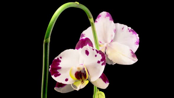 Blooming White - Magenta Orchid Phalaenopsis Flower alt