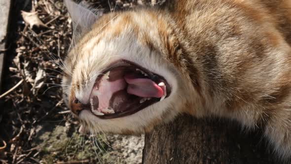 Funny Cat Basks in the Outdoors Sun and Yawns