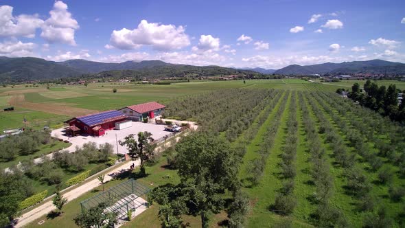 Aerial View Italy Vineyard, Sunny Weather and Blue Sky, 4K