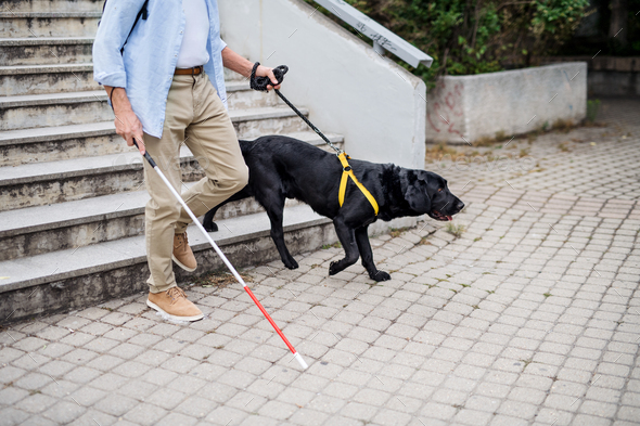 Senior blind man with guide dog walking down the stairs in city, midsection.