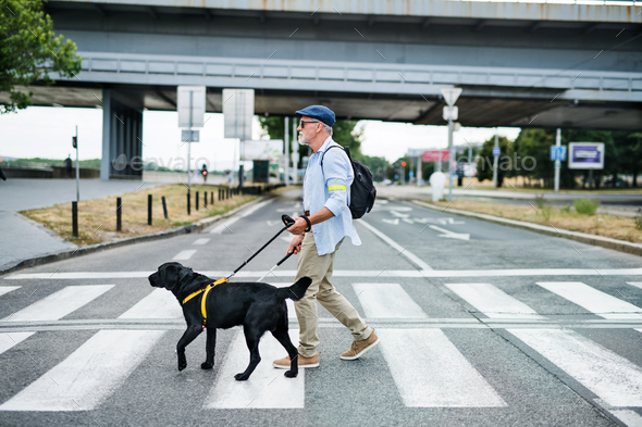Senior blind man with guide dog walking outdoors in city, crossing the street.