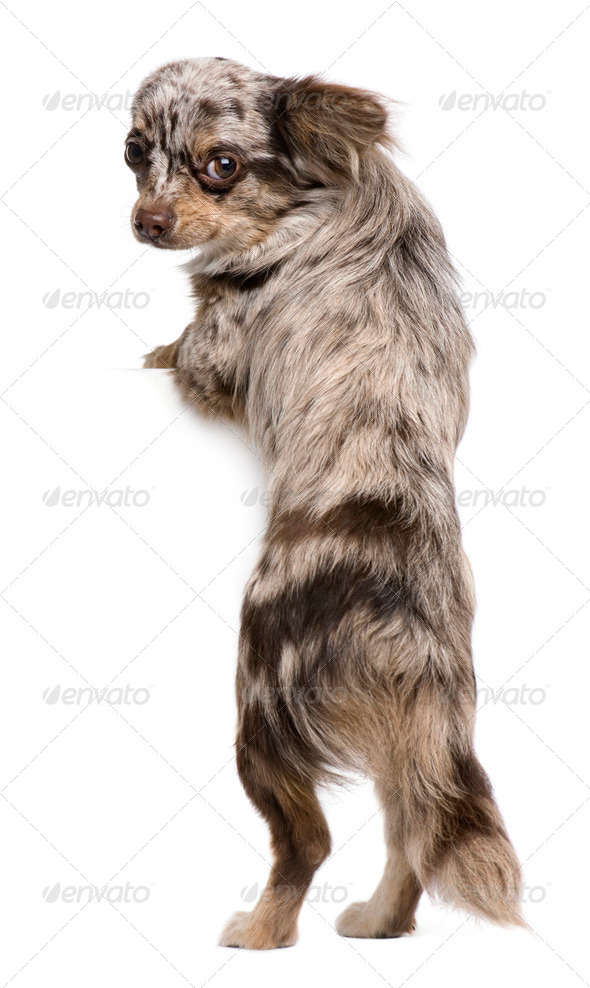 Chihuahua puppy, 8 months old, looking at the camera against white background - Stock Photo - Images