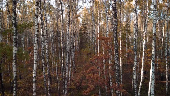 Slow cinematic footage in birch forest with small maples and oaks in bright autumn colors