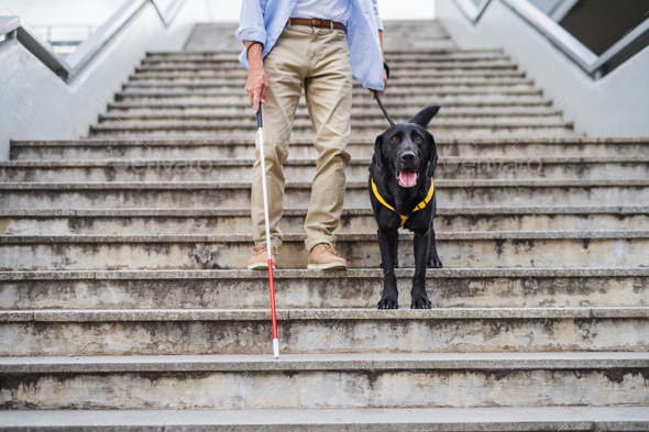 Senior blind man with guide dog walking down the stairs in city, midsection