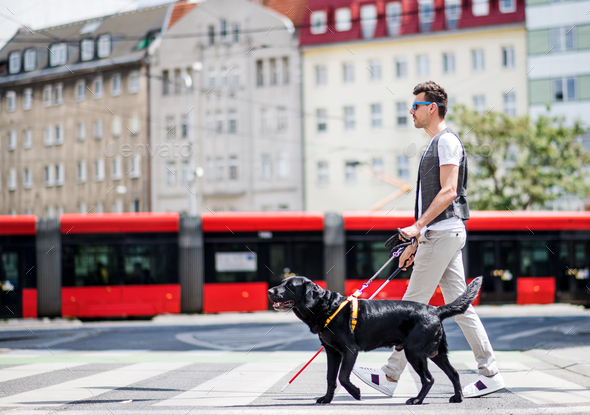 Young blind man with white cane and guide dog walking across street in city