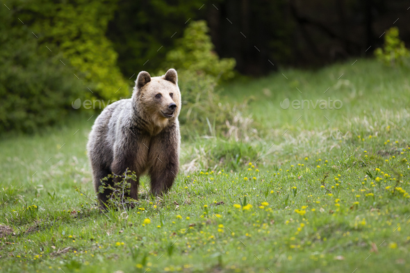 Adult brown bear watching around on slope covered with green grass in spring - Stock Photo - Images