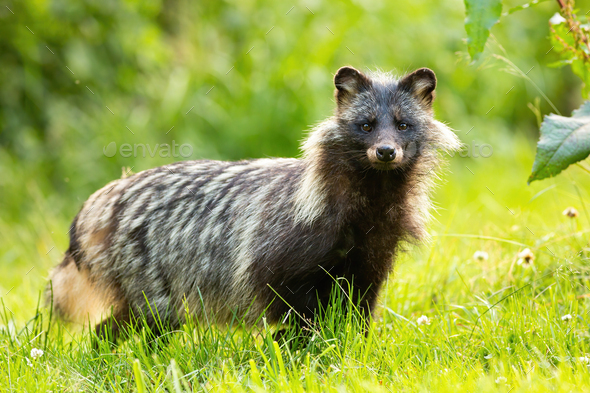 Horizontal composition of wild raccoon dog, nyctereutes procyonoides, in summer - Stock Photo - Images
