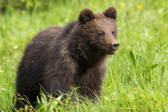 Baby brown bear cub standing on meadow with green grass in spring Stock ...